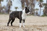 BOSTON TERRIER 380